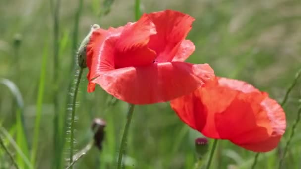 Two Red Poppies Moving Wind Green Field — Stock Video