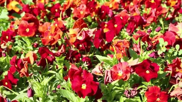 Beautiful Red Flowers Iran Antique Garden — Stock Video