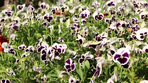 Schöne Violette Und Weiße Stiefmütterchen Iranischem Antiken Garten — Stockvideo