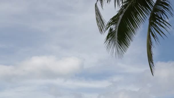 Folhas Palmeira Tropical Movendo Pelo Vento — Vídeo de Stock