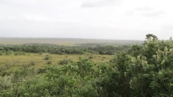 Живописные Кадры Заповедника Дикой Природы Южной Африке — стоковое видео