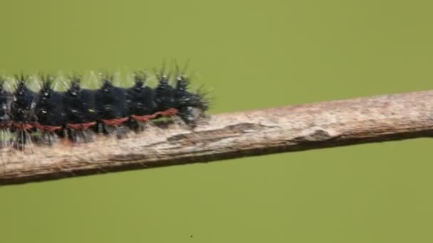 Siyah Caterpillar Üzerinde Arka Plan Bulanık Şubesi Tarama Yakın Çekim — Stok video