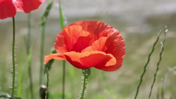 Two Red Poppies Moving Wind Green Field — Stock Video