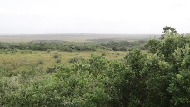 Γραφικά Πλάνα Του Φυσικού Αποθέματος Άγριας Πανίδας Στη Νότια Αφρική — Αρχείο Βίντεο