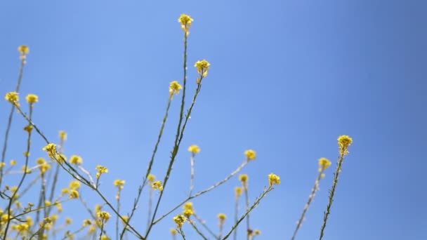 Belles Fleurs Jaunes Dans Jardin Antique Iran — Video