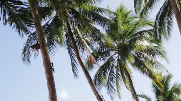 Vista Basso Angolo Foglie Palme Tropicali Movimento Dal Vento — Video Stock