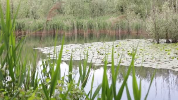 Piękny Staw Spokojną Wodą Zielonych Drzew Malownicze Tło Naturalne — Wideo stockowe