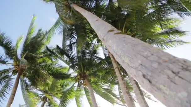 Vista Baixo Ângulo Palmeiras Tropicais Folhas Movendo Pelo Vento — Vídeo de Stock