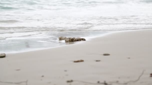 Vackra Vågor Stilla Havet — Stockvideo