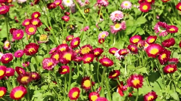 Beautiful Red Flowers Iran Antique Garden — Stock Video