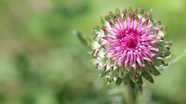 Flor Violeta Con Espinas Moviéndose Por Viento Campo Verde — Vídeo de stock