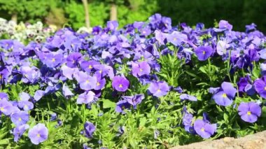 iran antika bahçe içinde güzel mor çiçekler