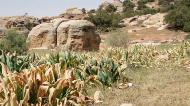 Tal Des Dana Naturreservats Jordanien — Stockvideo