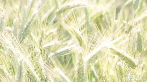 Wheat Moving Windy Weather Field — Stock Video