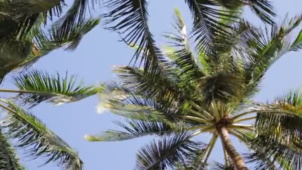 Низкий Угол Обзора Тропических Пальм Листья Движутся Ветром — стоковое видео