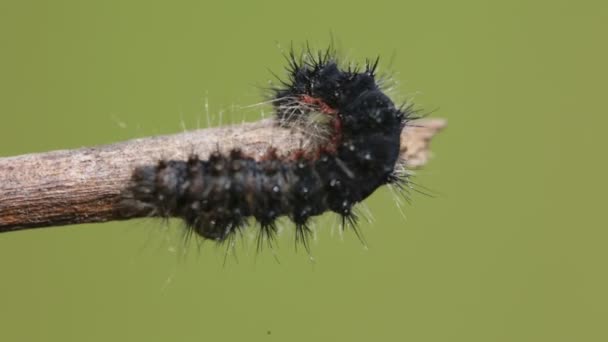 Imágenes Cerca Oruga Negra Arrastrándose Sobre Una Rama Sobre Fondo — Vídeos de Stock