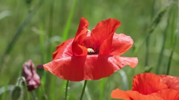 Zwei Rote Mohnblumen Die Sich Wind Grünen Feld Bewegen — Stockvideo