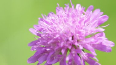 Rüzgar arka plan ve ışık çiçek bulanıklık