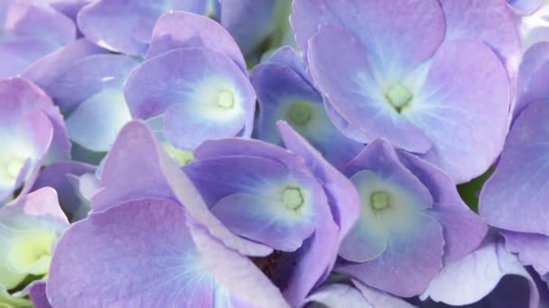 庭で美しい小さな紫のアジサイの花のクローズ アップ — ストック動画