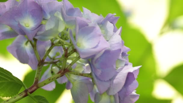 Schöne Kleine Violette Hortensienblüten Garten — Stockvideo