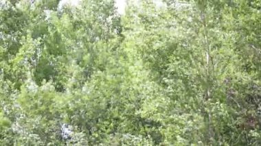 İtalya güzel yeşil ağaçlar arka planda