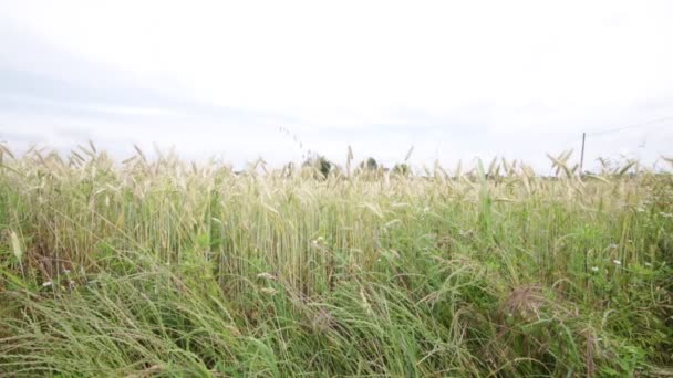 Пшеница Движется Ветреную Погоду Поле — стоковое видео