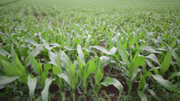 Зеленая Красивая Кукуруза Поле Ферме Сельской Местности — стоковое видео