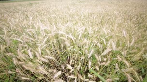 Vista Alto Angolo Grano Movimento Durante Tempo Ventoso Campo — Video Stock