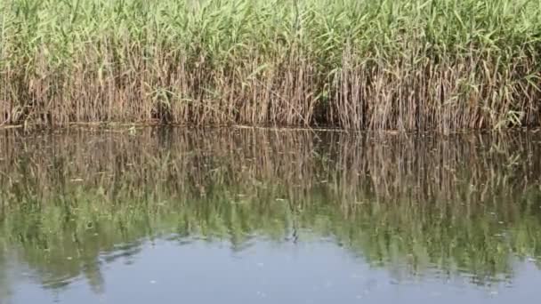 美丽的池塘与芦苇附近的马利亚德 意大利 — 图库视频影像