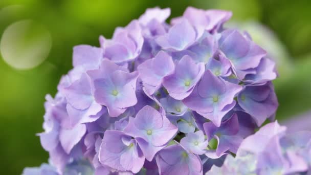 Hermosas Flores Hortensias Púrpuras Jardín — Vídeos de Stock