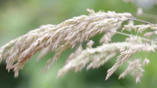 在模糊的背景下 在多风的天气中移动的植物茎的关闭 — 图库视频影像