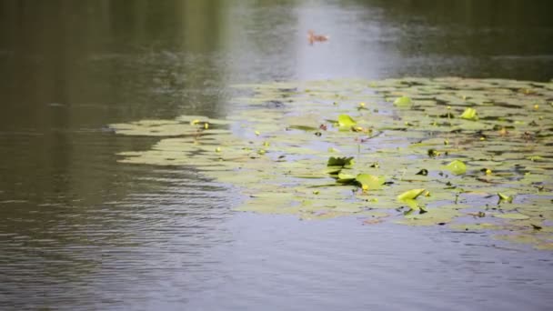 Красивый Пруд Желтыми Водяными Лилиями Рядом Кряквой Италия — стоковое видео