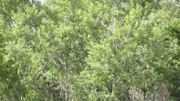 Tle Piękne Zielone Drzewa Włochy — Wideo stockowe