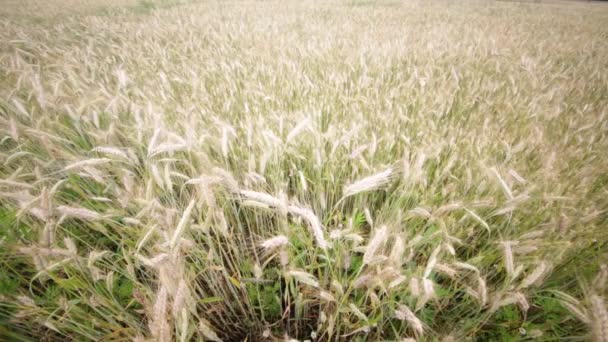 小麦のフィールドで風の強い天気の中に移動 — ストック動画