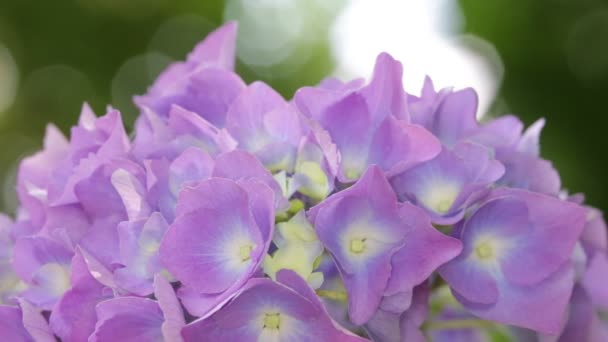 Όμορφη Μικρή Ορτανσία Βιολετί Λουλούδια Στον Κήπο — Αρχείο Βίντεο