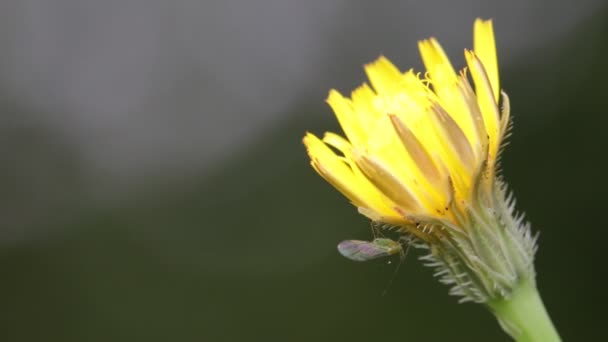 Bloeiende Gele Paardebloem Bloem Verplaatsen Door Wind Veld — Stockvideo