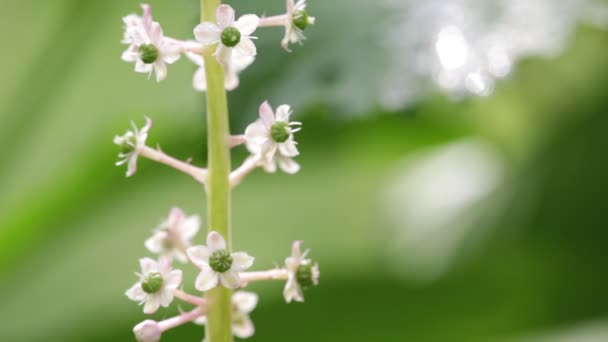 Pequenas Flores Brancas Caule Fundo Borrado Verde — Vídeo de Stock