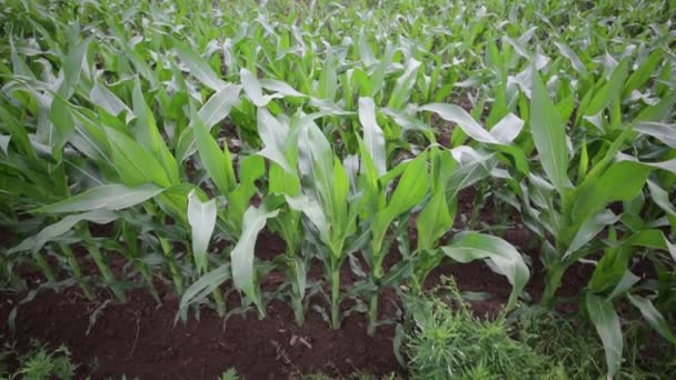 Green Beautiful Corn Field Farm Countryside — Stock Video