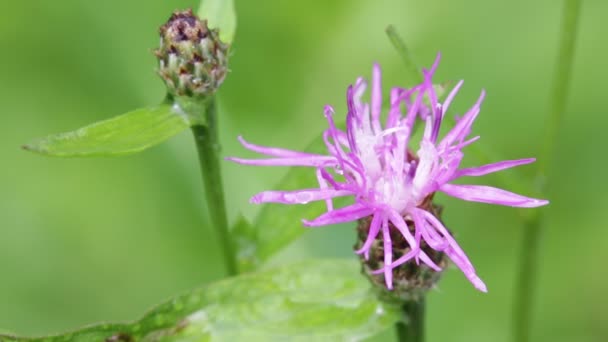 Una Flor Púrpura Moviéndose Durante Tiempo Ventoso — Vídeo de stock