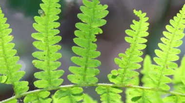 fern yaprak arka plan bulanık Park'ta yakın çekim