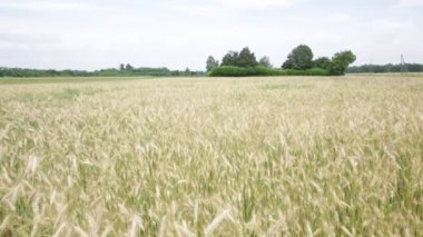 güzel buğday alan rüzgarlı havalarda sırasında taşıma