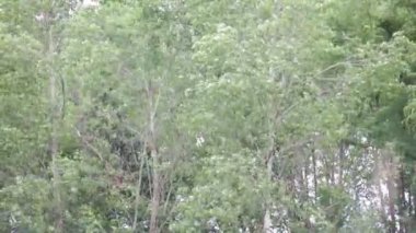 İtalya güzel yeşil ağaçlar arka planda