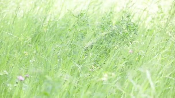 Grama Verde Movendo Pelo Vento Campo — Vídeo de Stock