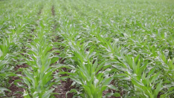 Grüne Schöne Maisfeld Auf Dem Bauernhof Auf Dem Land — Stockvideo