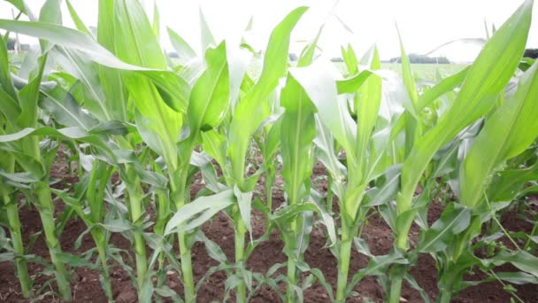 Green Beautiful Corn Field Farm Countryside — Stock Video