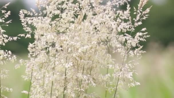 Beautiful Field Plants Moving Wind — Stock Video