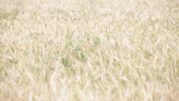 Schöner Weizen Bewegt Sich Bei Windigem Wetter Feld — Stockvideo