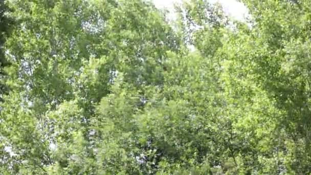 Talya Güzel Yeşil Ağaçlar Arka Planda — Stok video