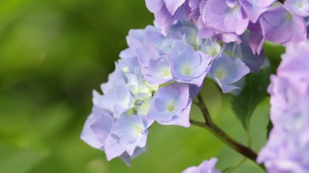 Beautiful Little Violet Hydrangea Flowers Garden — Stock Video