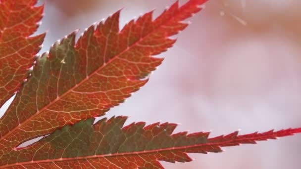 Flou Floral Dans Vent Fond Abstrait Lumière — Video